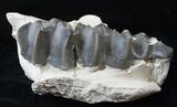 Large Titanothere (Brontops) Jaw Section With Three Molars #15787-1